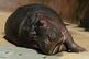 Sleeping Hippo